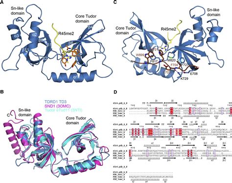 tudor domain containing protein|tudor methyl ligand recognition.